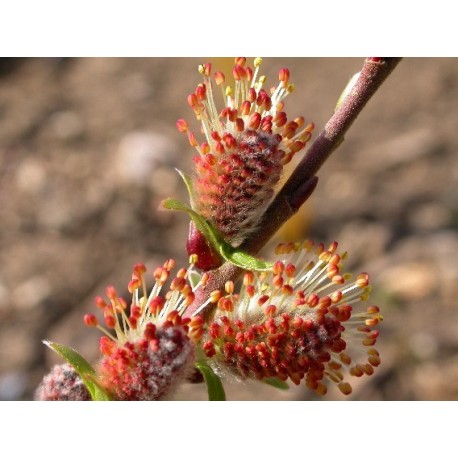 Salix starkeana - Saule blanchissant , saule des paturages