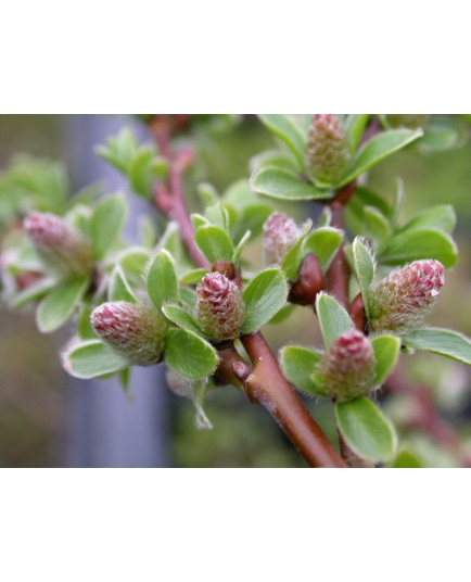 Salix subulatus - saule rampant