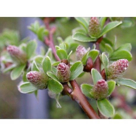 Salix subulatus - saule rampant