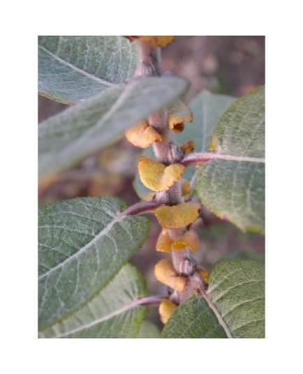 Salix syrticola - Saule des dunes américain