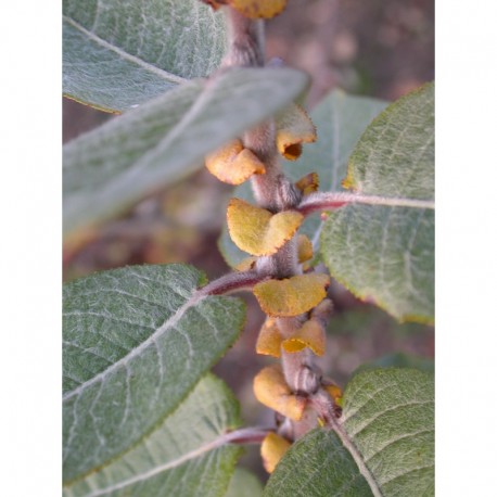 Salix syrticola - Saule des dunes américain