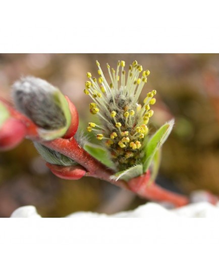 Salix tatrae x rosmarinifolia