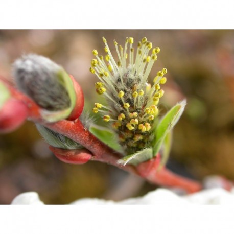 Salix tatrae x rosmarinifolia