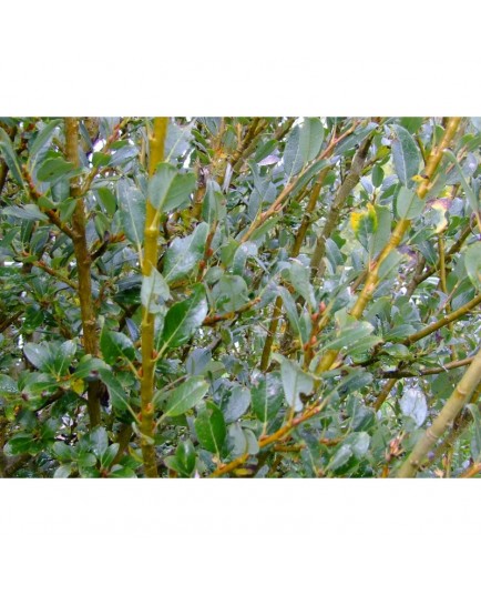 Salix tetrapla x - saule