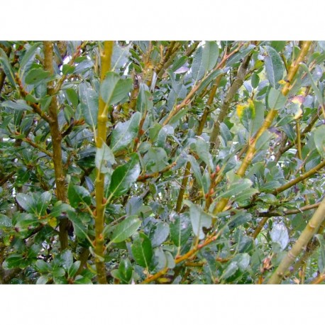Salix tetrapla x - saule
