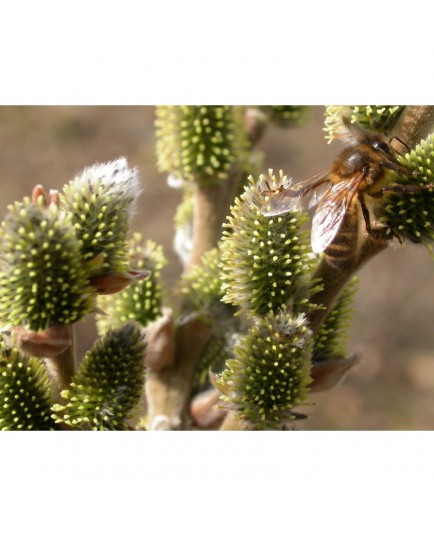 Salix thaumastu x