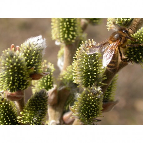 Salix thaumastu x