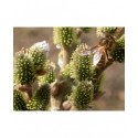 Salix thaumastu x