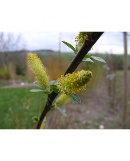 Salix triandra 'Black Hollandens' - Saule amandier, saule à trois étamines, osier brun