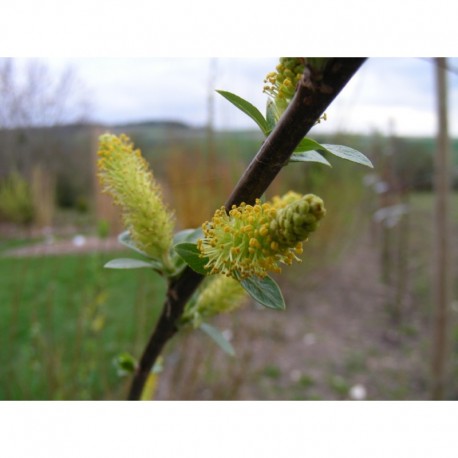 Salix triandra 'Black Hollandens' - Saule amandier, saule à trois étamines, osier brun