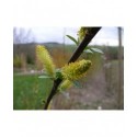 Salix triandra 'Black Hollandens' - Saule amandier, saule à trois étamines, osier brun