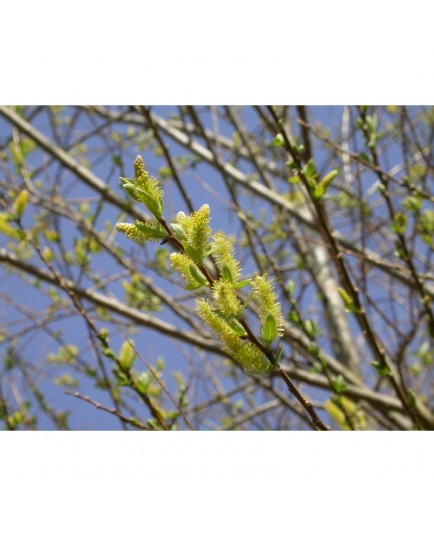 Salix triandra 'Semperflorens' - Saule amandier, saule à trois étamines toujours en fleurs, osier brun