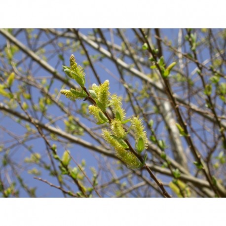 Salix triandra 'Semperflorens' - Saule amandier, saule à trois étamines toujours en fleurs, osier brun