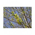 Salix triandra 'Semperflorens' - Saule amandier, saule à trois étamines toujours en fleurs, osier brun