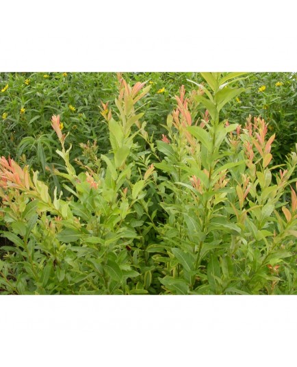 Salix tsugaluensis x 'Ginme' - saule