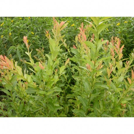 Salix tsugaluensis x 'Ginme' - saule
