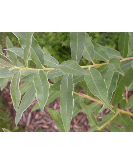 Salix turanica