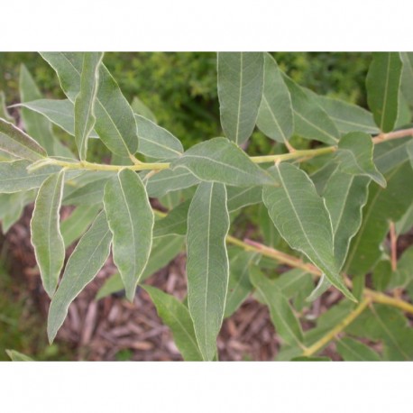 Salix turanica