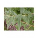 Salix turanica