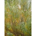 Salix viminalis 'Regalis' - saule des vanniers
