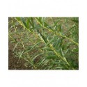 Salix viminalis - Saule des vanniers