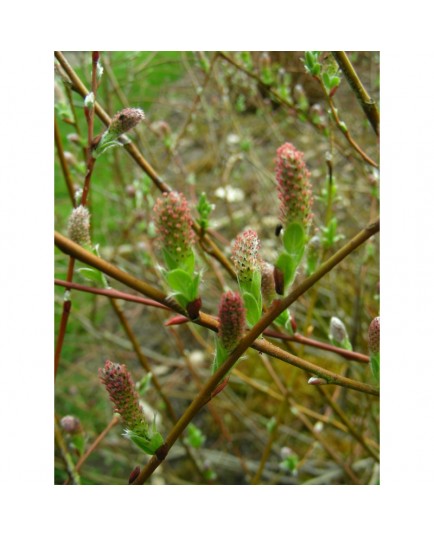 Salix waldsteiniana x purpurea