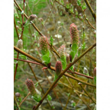Salix waldsteiniana x purpurea