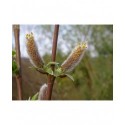 Salix waldsteiniana x purpurea