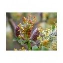 Salix waldsteiniana x purpurea