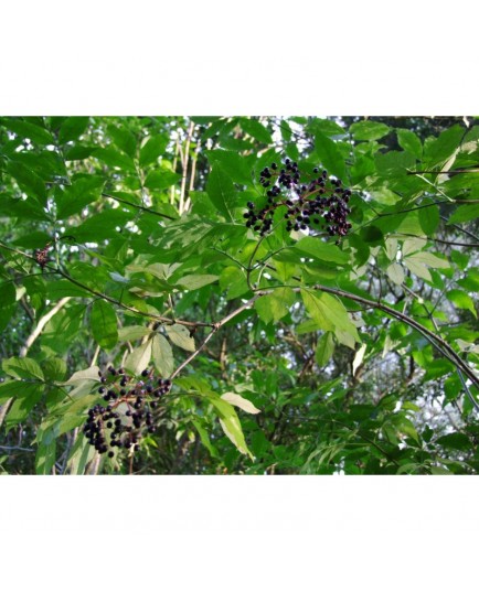 Sambucus canadensis 'Aurea' - sureau du Canada