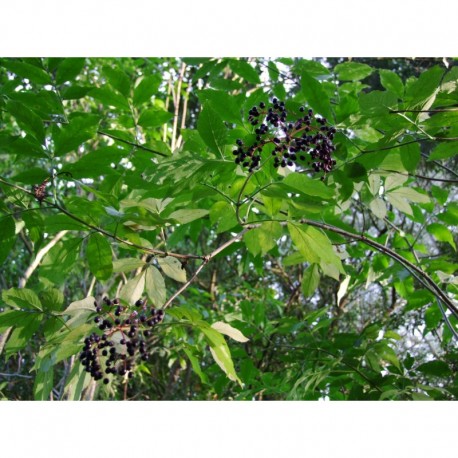 Sambucus canadensis 'Aurea' - sureau du Canada