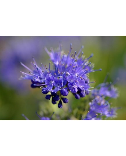 Caryopteris clandonensis x 'Kew Blue' -Caryoptéris de Clandon, Barbe bleue