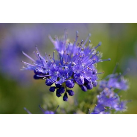 Caryopteris clandonensis x 'Kew Blue' -Caryoptéris de Clandon, Barbe bleue