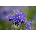 Caryopteris clandonensis x 'Kew Blue' -Caryoptéris de Clandon, Barbe bleue