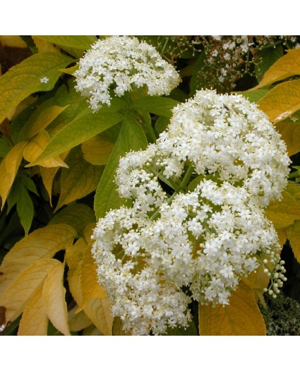 Sambucus nigra 'Aurea' - sureaux noirs , sureau doré