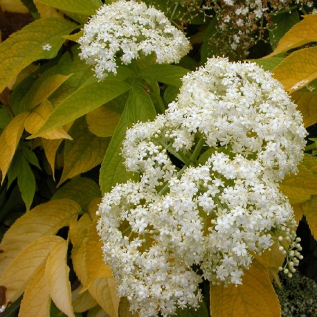 Sambucus nigra 'Aurea' - sureaux noirs , sureau doré