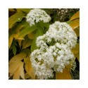 Sambucus nigra 'Aurea' - sureaux noirs , sureau doré