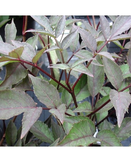 Sambucus nigra 'Black Beauty'® - sureaux noirs, sureau pourpre