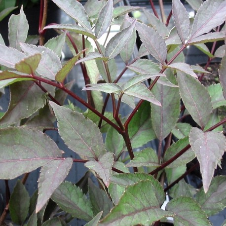 Sambucus nigra 'Black Beauty'® - sureaux noirs, sureau pourpre