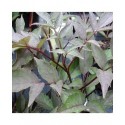 Sambucus nigra 'Black Beauty'® - sureaux noirs, sureau pourpre