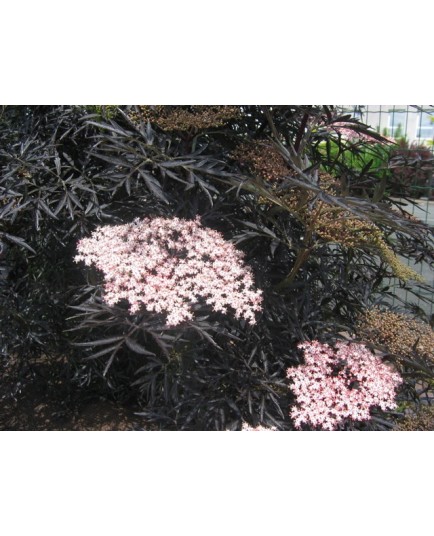 Sambucus nigra 'Black Lace'®' - sureau pourpre lacinié