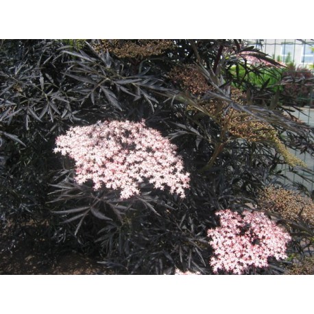 Sambucus nigra 'Black Lace'®' - sureau pourpre lacinié