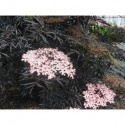 Sambucus nigra 'Black Lace'®' - sureau pourpre lacinié