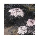 Sambucus nigra 'Black Lace'®' - sureau pourpre lacinié