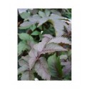 Sambucus nigra 'Black Tower'® (Eiffel 01)- sureau fastigié pourpre