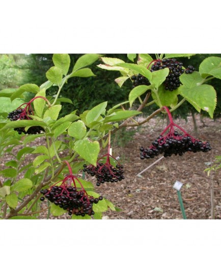 Sambucus nigra 'Franzi' - sureau à fruits