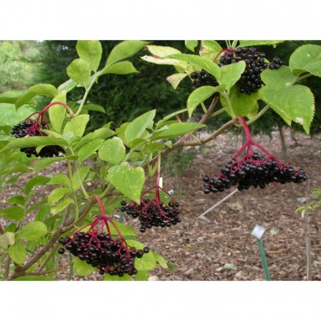 Sambucus nigra 'Franzi' - sureau à fruits