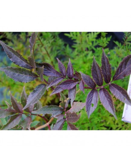 Sambucus nigra 'Guincho Purple' - Sureau Noir