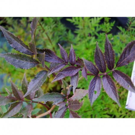 Sambucus nigra 'Guincho Purple' - Sureau Noir