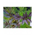 Sambucus nigra 'Guincho Purple' - Sureau Noir